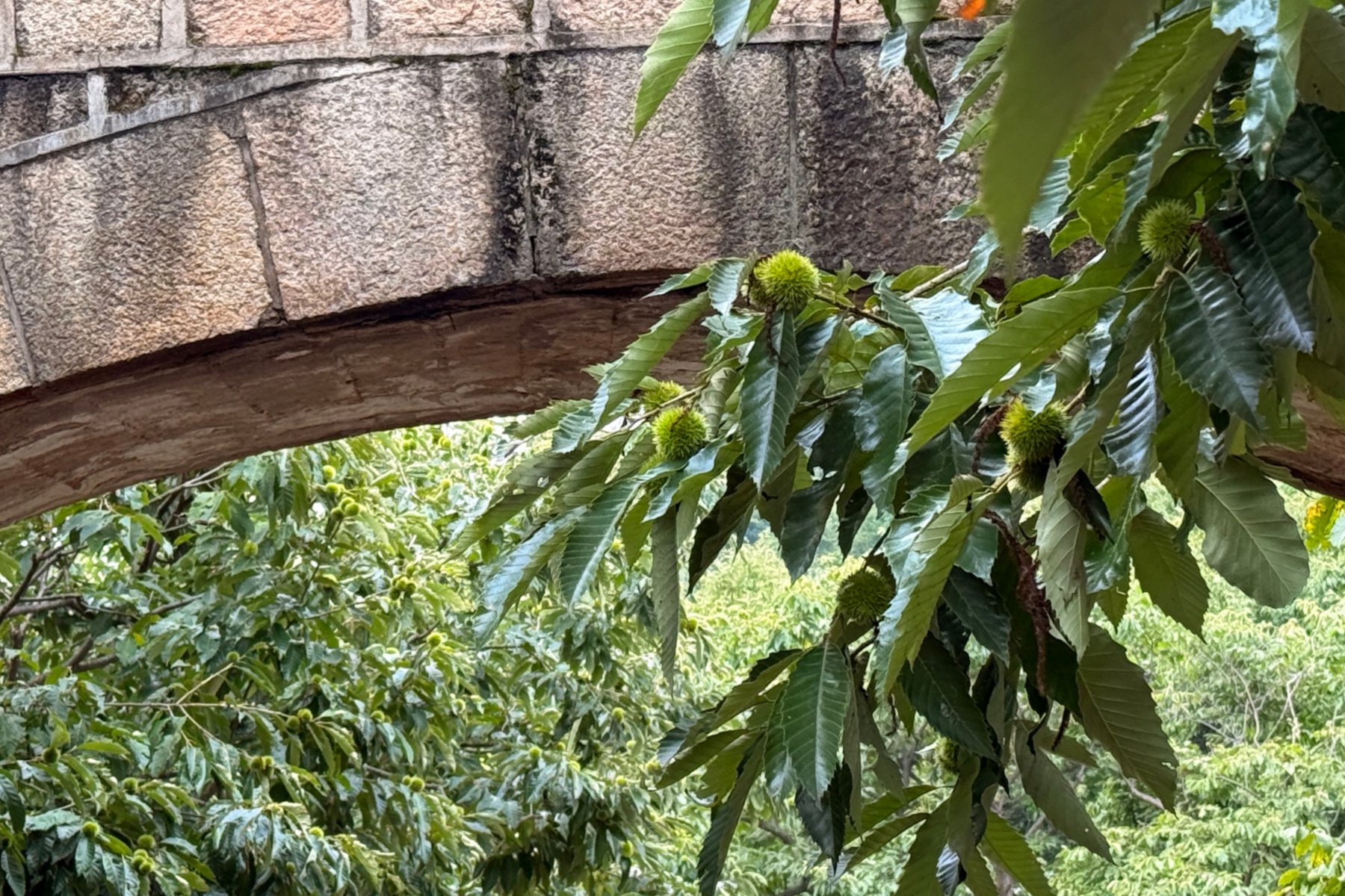 板栗果实特写