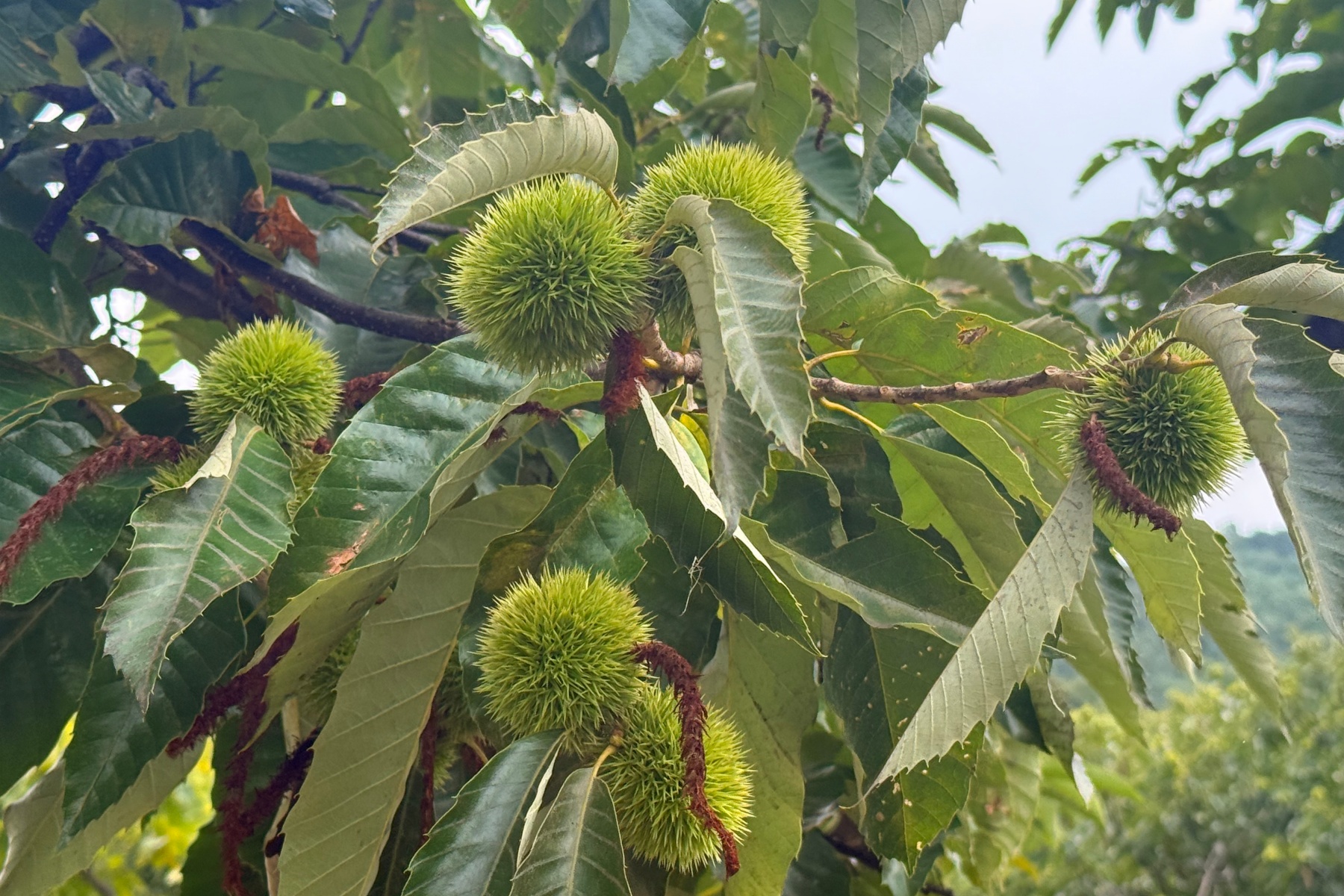 板栗林间风貌