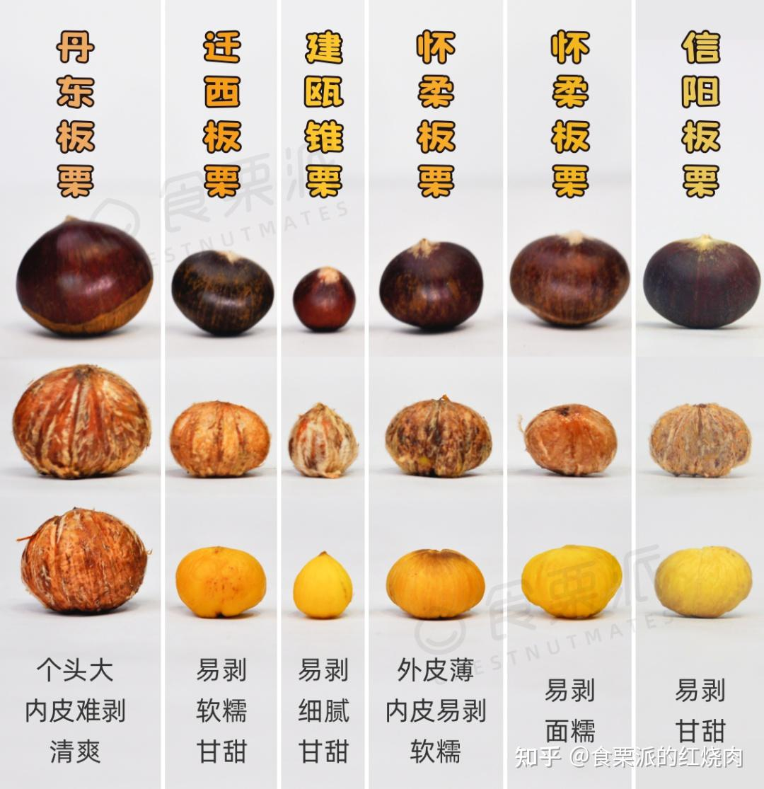 不同板栗对比图