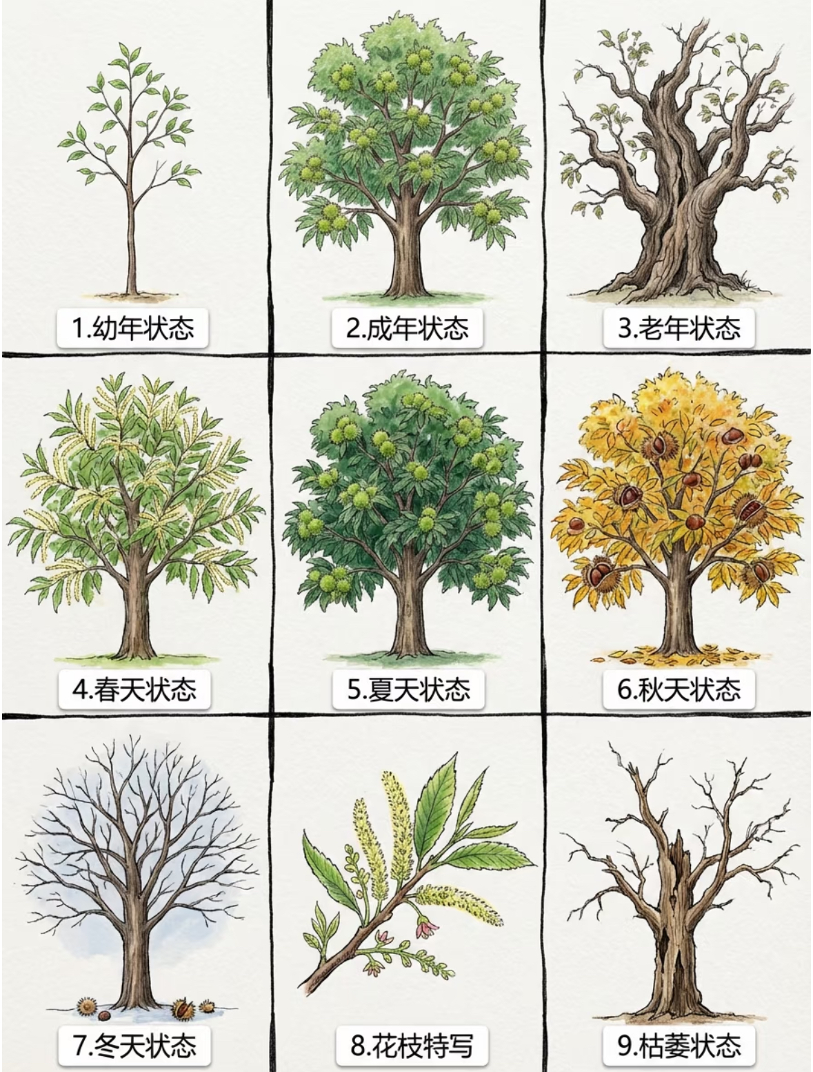 板栗树的生长历程